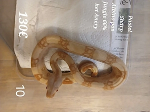 Boa Constrictor Sharp Albino Jungle