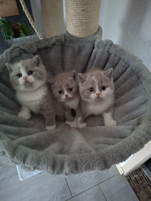 Noch 3 süße BKH Britisch Kurzhaar Kitten in Lilac-White  Mädchen 