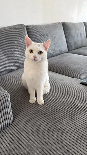 BKH Kater Bounty, 1 Jahr   verschmust, geimpft, gechipt, kastriert & mit EU-Heimtierausweis     