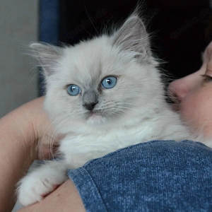 !!Ragdoll-Kitten suchen liebevolle Familien!!!!