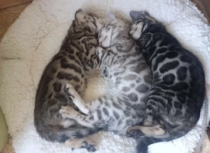 Bengal Kitten Weibchen reinrassig mit Stammbaum