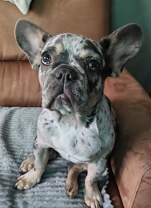 Französische Bulldogge merle Mädchen