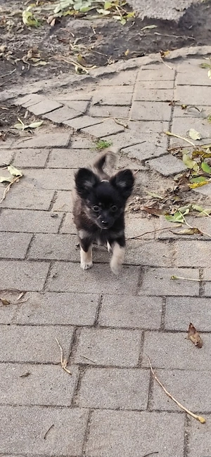  Chihuahua Pomeranian Mix 