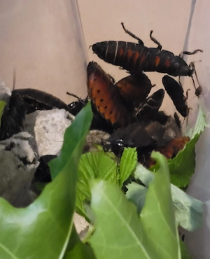 Madagaskar-Fauchschaben, Gromphadorhina portentosa