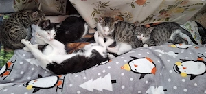 Britis.kurz.Hauskatzen  Kater dringend