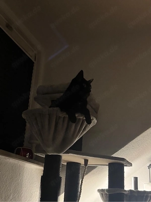 2 Kater abzugeben 