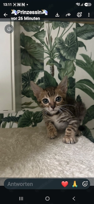 bengalen kitten zuverkaufen 
