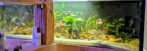 Aquarium Auflösung 