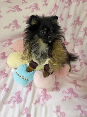 Zwergspitz Pomeranian Rüde