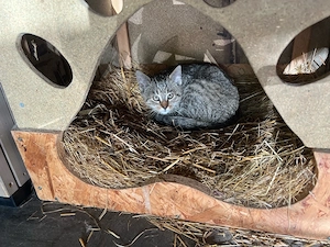 zwei junge Kater kostenfrei abzugeben