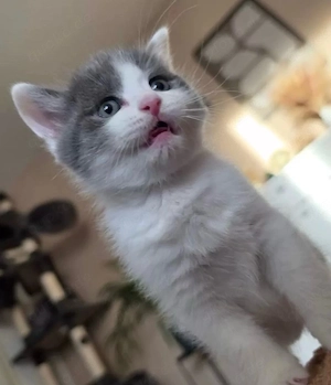 Kurzhaar Kitten suchen zuhause 