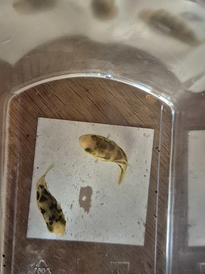 Erbsenkugelfische