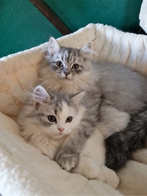 Noch zwei wunderschöne BLH kitten in liebevolle Hände abzugeben