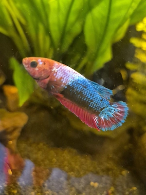 Kampffische Betta Mädchen 