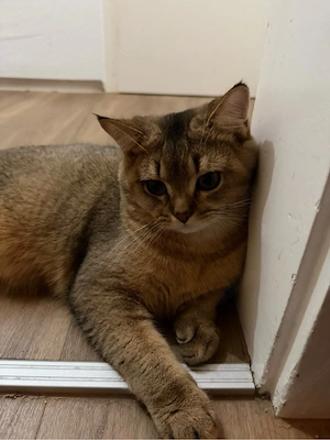 BKH Katzen