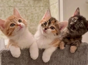 Europäische Kurzhaar Kitten suchen zuhause 