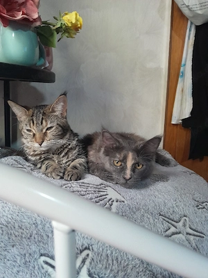 Main Coon Bkh Mix katzen 