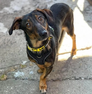 RUFUS - aktiver Hundebub sucht seine Menschen (wartet in Rumänien)