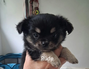 Shih tzu chihuahuamix Welpen 