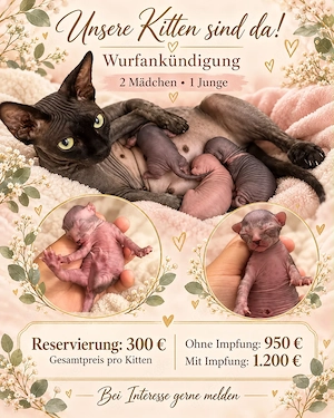 Kanadische Sphinx geboren 21.10.2026