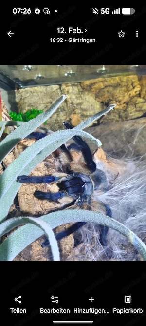 Monocentropus balfori Weibchen 