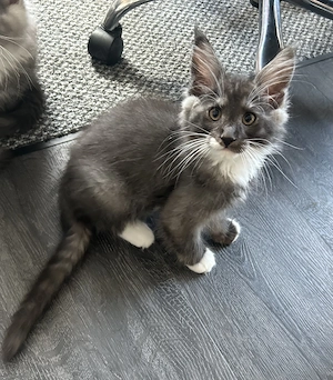 Maine Coon Kitten mit Stammbaum 