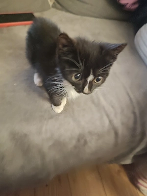 europäische Kurzhaar katzen 
