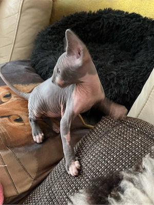 Canadian Sphynx (m) mit Tasthaare royal