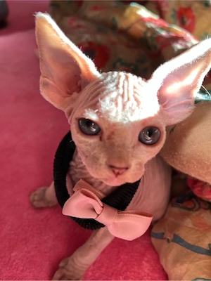 Canadian Sphynx 2 Jungs mit Tasthaare royal