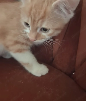 Wunderschöne Katzenbabys