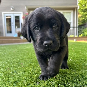 Wunderschöne Labrador-Retriever-Welpen abzugeben!
