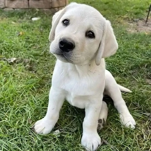 Wunderschöne Labrador-Retriever-Welpen abzugeben!