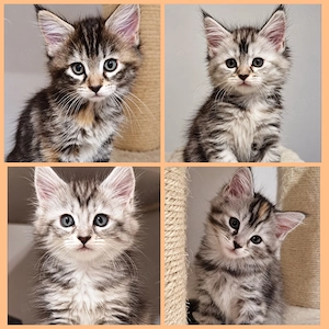 Reinrassige Maine Coon Kitten suchen liebevolles zu Hause auf Lebenszeit 