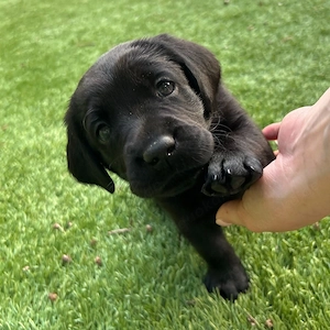 Zauberhafte Labrador-Welpen suchen ihre Familie
