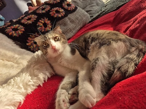 Kater abzugeben