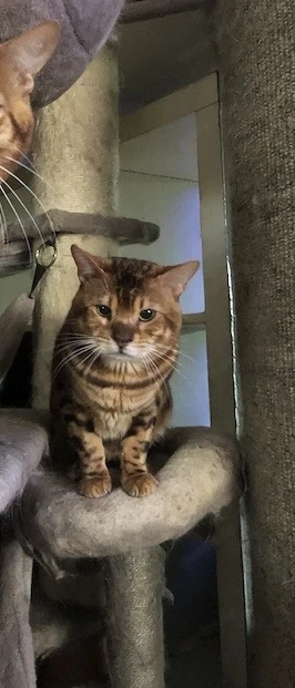 Bildschöner Bengal
