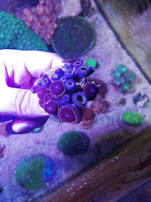 Meerwasser Zoanthus rot