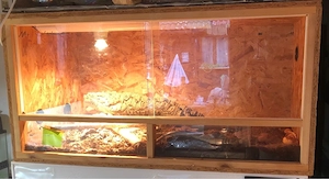 2Kornnatter inkl Terrarium