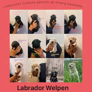 Labrador Welpen