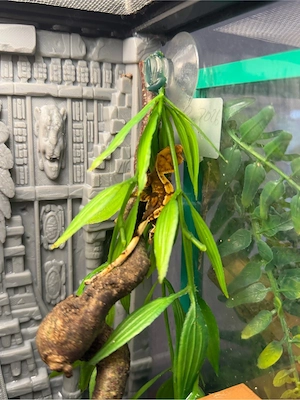 Junge Kronen Geckos mit komplett eingerichtetem Terrarium