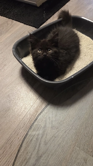 Reinrassige maine coon kater 