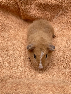 US-Teddymeerschweinchen-Babys