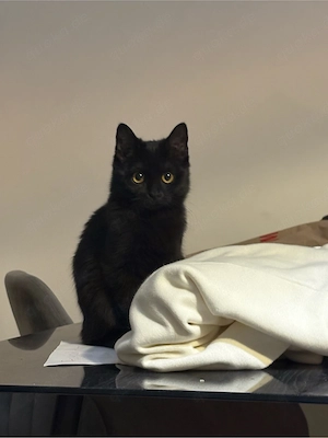 BKH Kitten