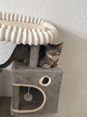 Liebevolles Zuhause für meinen kleinen Kater gesucht 