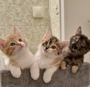 zuckersüße BKH-Mix Kitten suchen ihr liebevolles Zuhause