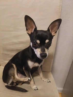 Liebevolle chihuahua Hündin Luna