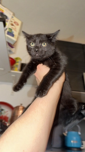 Süße Kitten (3 Monate alt)   Männchen & Weibchen suchen neues Zuhause!     