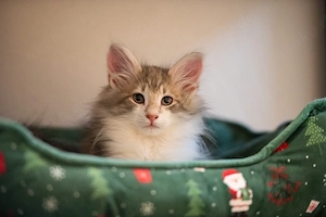 Norwegische Waldkatzen - Kitten mit Stammbaum, gechipt & geimpft - ab 29.11. umzugsbereit