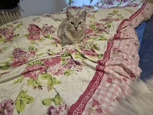 Ragdollmischlinge