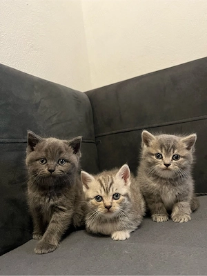 BKH baby katzen 